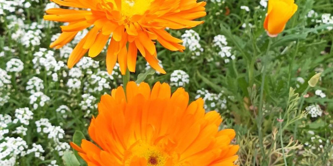 fretta_quotidiana_mancanza_di_attenzione